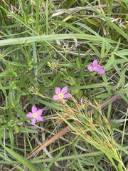 Sabatia campestris