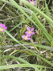 Sabatia campestris