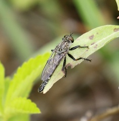 Machimus notatus