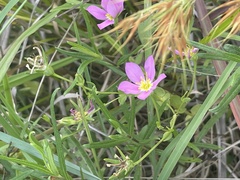Sabatia campestris
