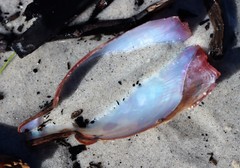 Pterioidea