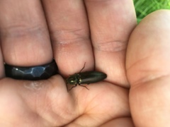 Selatosomus aeneus