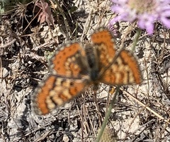 Euphydryas desfontainii
