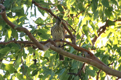 Oriolus sagittatus affinis