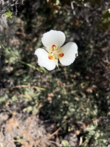 Dunn's mariposa lily (Calochortus dunnii)