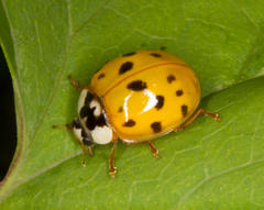 Harmonia axyridis