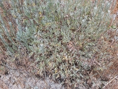 Artemisia caerulescens cretacea