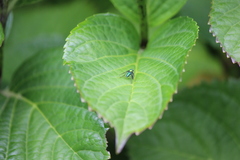 Condylostylus occidentalis