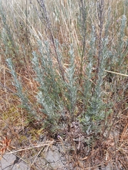Artemisia caerulescens cretacea