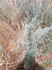 Artemisia caerulescens cretacea
