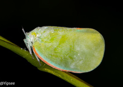 Flatida marginella