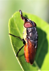 Stomorhina xanthogaster