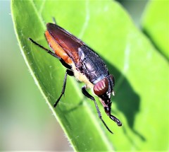 Stomorhina xanthogaster