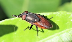 Stomorhina xanthogaster