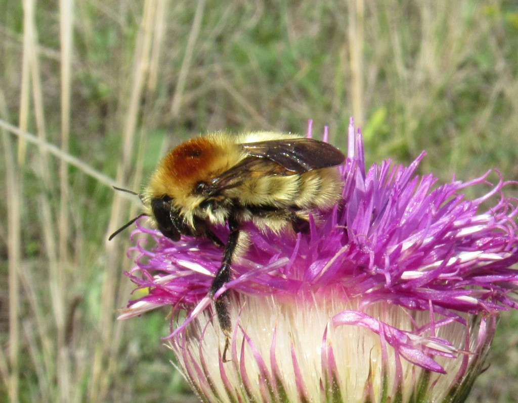 Steppe Bumble Bee