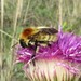 Steppe Bumble Bee - Photo (c) alex_pol_64, some rights reserved (CC BY-NC)