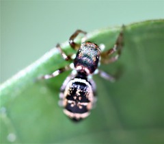 Cosmophasis thalassina