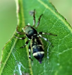 Cosmophasis thalassina