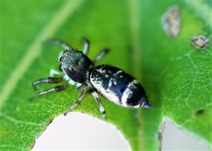Cosmophasis thalassina