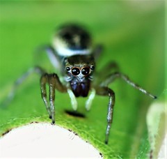 Cosmophasis thalassina
