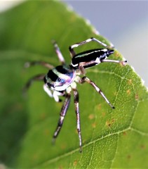 Cosmophasis micarioides