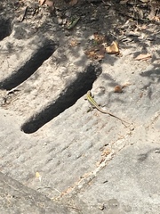 Podarcis muralis nigriventris