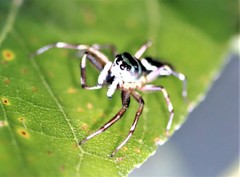 Cosmophasis micarioides