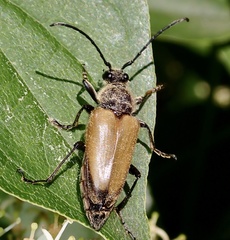 Trigonarthris subpubescens