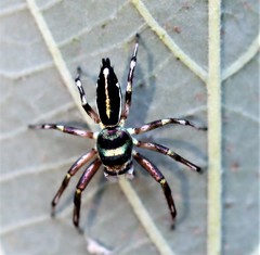 Cosmophasis micarioides