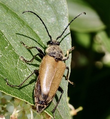 Trigonarthris subpubescens