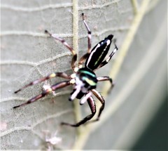 Cosmophasis micarioides