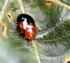Nisotra bicolorata