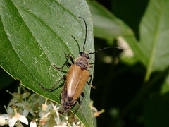 Trigonarthris subpubescens
