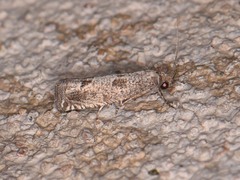 Pelochrista consobrinana