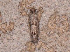 Pelochrista consobrinana