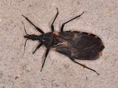 Triatoma sanguisuga