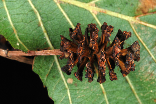 European alder (Alnus glutinosa)