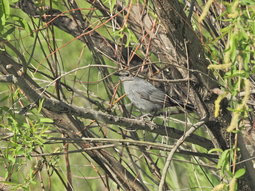 Gray Catbird photographed in Iowa