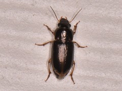 Selenophorus