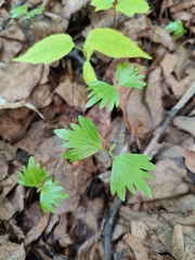 Tilia cordata