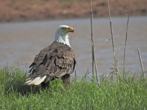 Bald Eagle photographed in Oklahoma