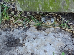 Thamnophis marcianus