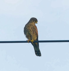 Falco tinnunculus