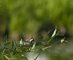 Carduelis carduelis