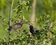 Sturnus vulgaris