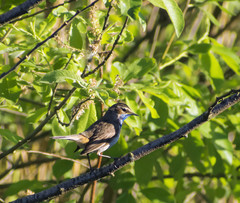 Luscinia svecica