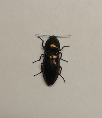 Selatosomus aeneus