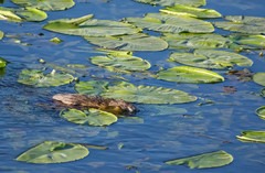 Ondatra zibethicus