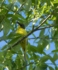 Motacilla flava