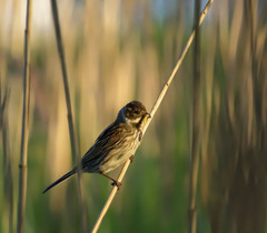 Emberiza schoeniclus